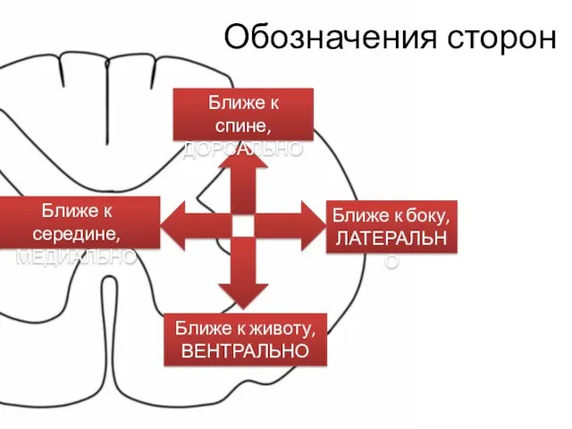 Обозначения сторон Ближе к спине, ДОРСАЛЬНО Ближе к боку, ЛАТЕРАЛЬНО