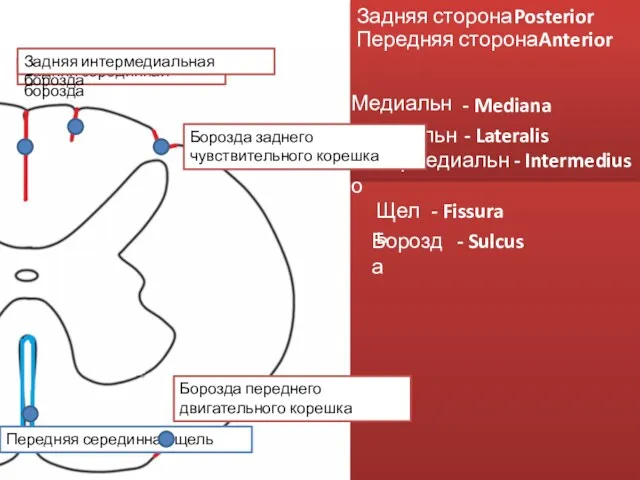 Передняя сторона Задняя сторона Задняя серединная борозда Передняя серединная щель