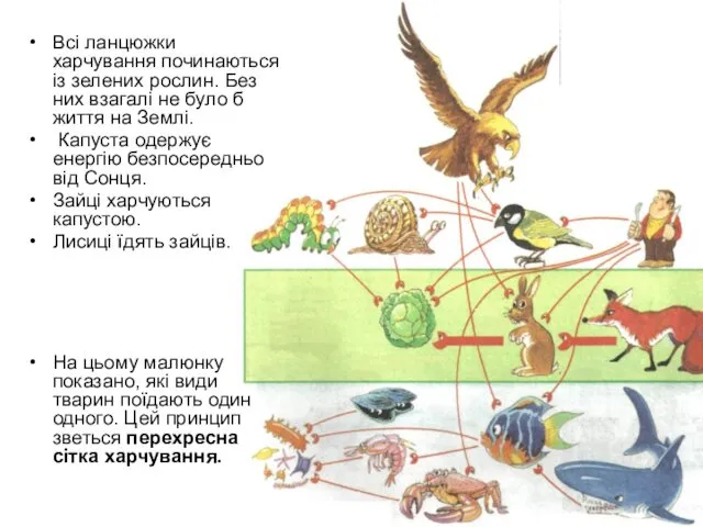 Всі ланцюжки харчування починаються із зелених рослин. Без них взагалі