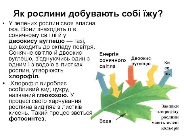 Як рослини добувають собі їжу? У зелених рослин своя власна