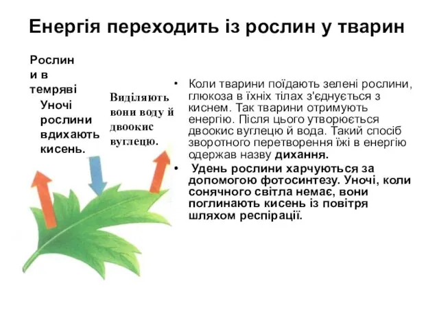 Енергія переходить із рослин у тварин Коли тварини поїдають зелені