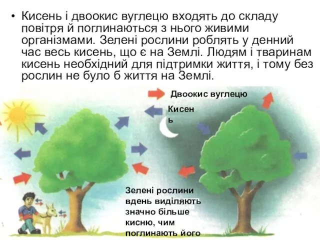 Кисень і двоокис вуглецю входять до складу повітря й поглинаються