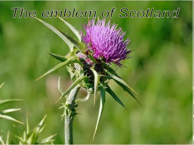 The emblem of Scotland