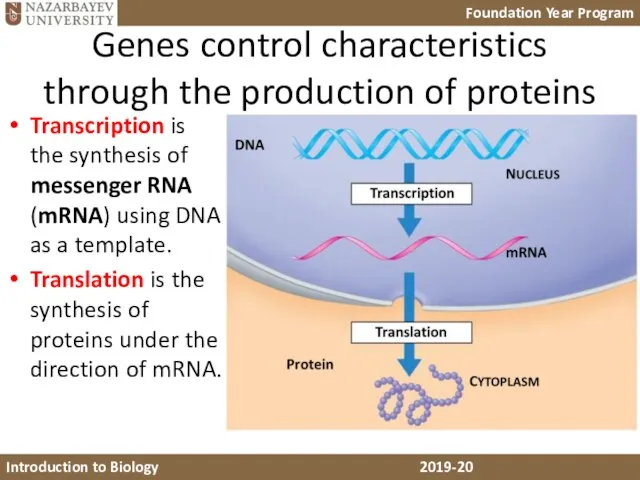 Genes control characteristics through the production of proteins Transcription is