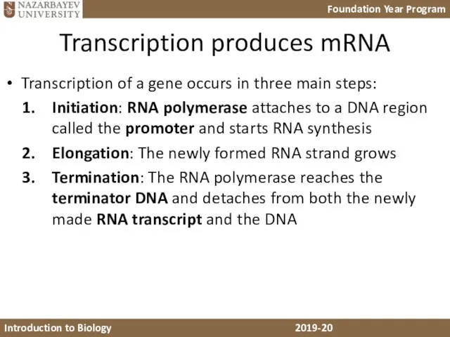 Transcription produces mRNA Transcription of a gene occurs in three