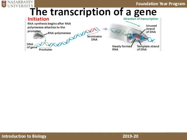 The transcription of a gene