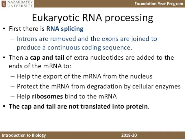 Eukaryotic RNA processing First there is RNA splicing Introns are