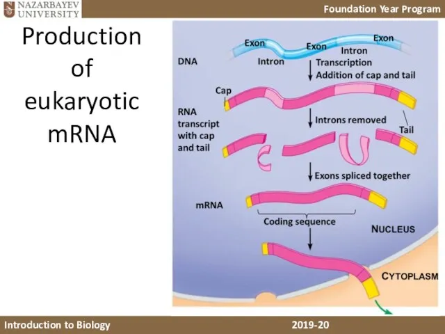 Production of eukaryotic mRNA