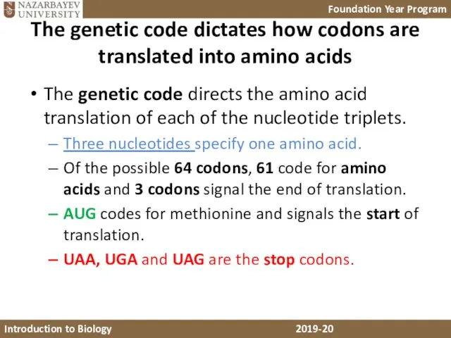 The genetic code dictates how codons are translated into amino