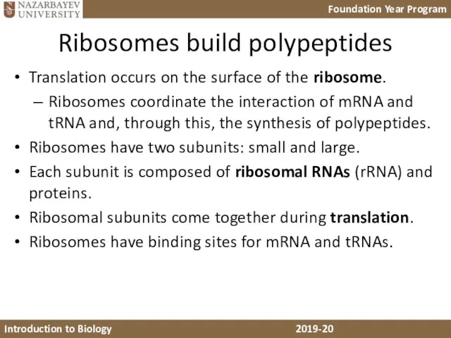 Ribosomes build polypeptides Translation occurs on the surface of the