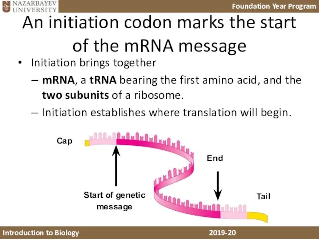 An initiation codon marks the start of the mRNA message