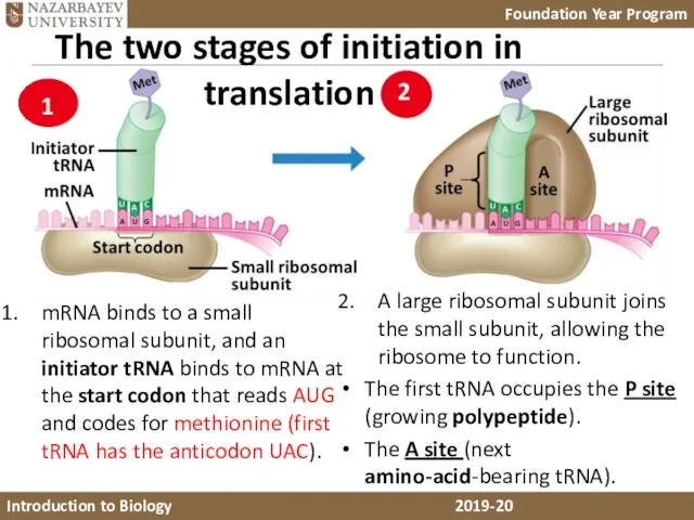 mRNA binds to a small ribosomal subunit, and an initiator