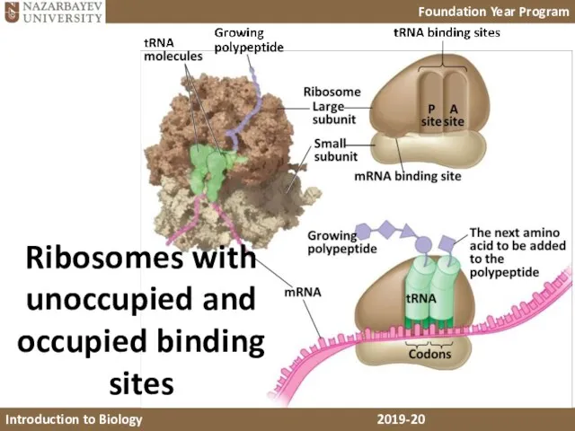 Ribosomes with unoccupied and occupied binding sites
