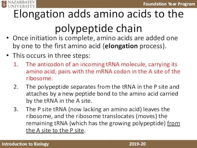 Elongation adds amino acids to the polypeptide chain Once initiation