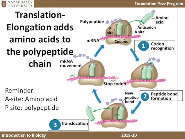 Translation- Elongation adds amino acids to the polypeptide chain Reminder: A-site: Amino acid P site: polypeptide