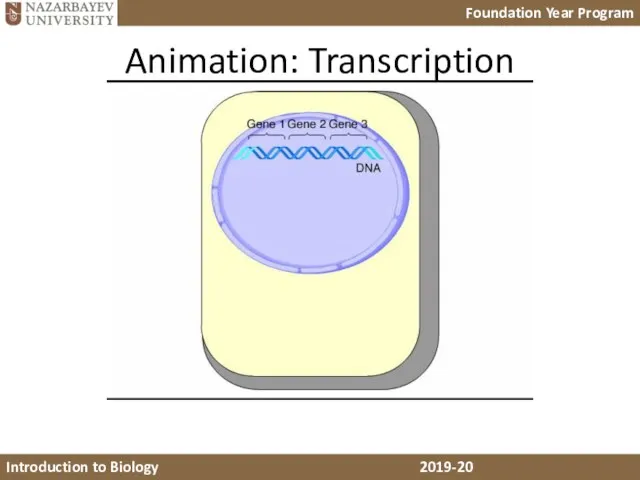 Animation: Transcription