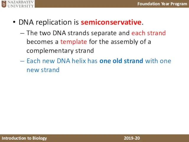 DNA replication is semiconservative. The two DNA strands separate and