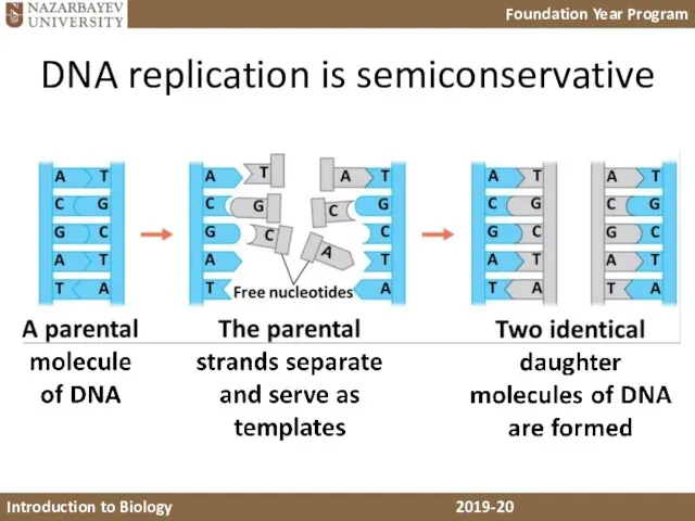 DNA replication is semiconservative