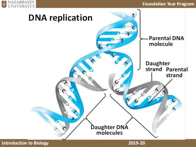 DNA replication