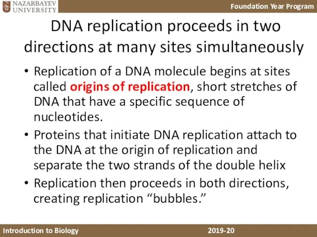 DNA replication proceeds in two directions at many sites simultaneously