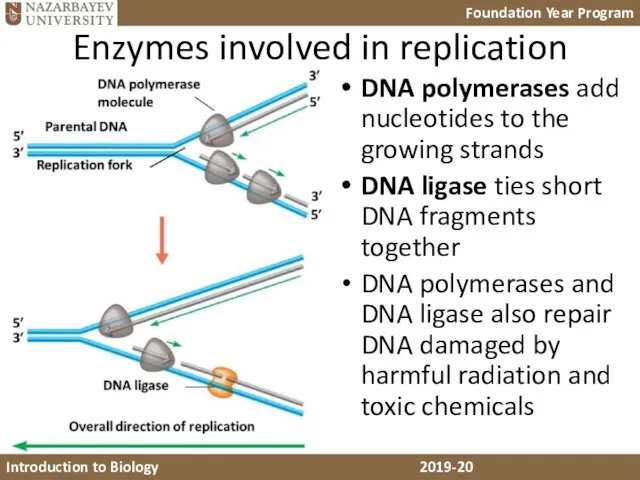 Enzymes involved in replication DNA polymerases add nucleotides to the