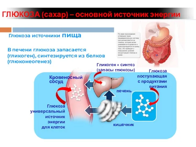 ГЛЮКОЗА (сахар) – основной источник энергии Глюкоза источники пища В