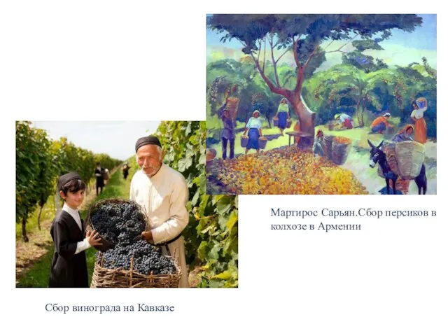 Мартирос Сарьян.Сбор персиков в колхозе в Армении Сбор винограда на Кавказе