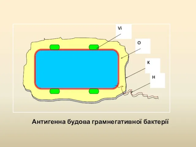 Антигенна будова грамнегативної бактерії