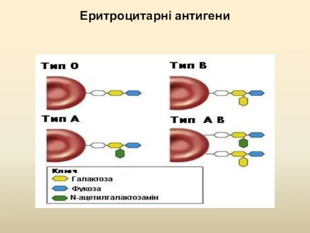 Еритроцитарні антигени