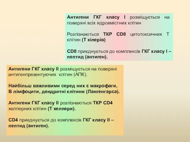 Антигени ГКГ класу І розміщується на поверхні всіх ядровмістних клітин