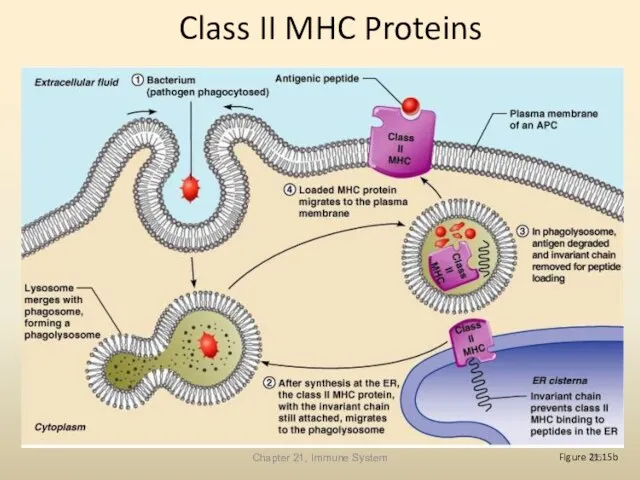 Chapter 21, Immune System Class II MHC Proteins Figure 21.15b