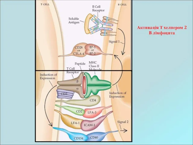 Активація Т хелпером 2 В лімфоцита