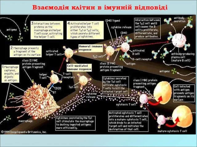 Взаємодія клітин в імунній відповіді