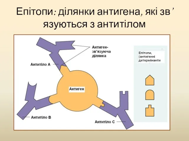 Епітопи: ділянки антигена, які зв’язуються з антитілом