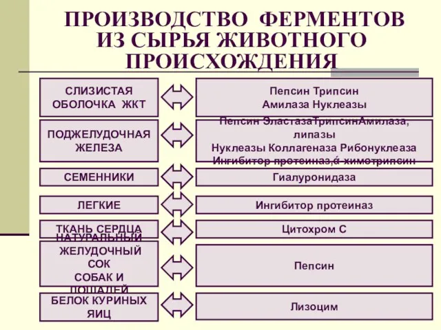 ПРОИЗВОДСТВО ФЕРМЕНТОВ ИЗ СЫРЬЯ ЖИВОТНОГО ПРОИСХОЖДЕНИЯ Пепсин Трипсин Амилаза Нуклеазы