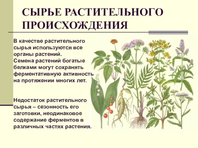 СЫРЬЕ РАСТИТЕЛЬНОГО ПРОИСХОЖДЕНИЯ В качестве растительного сырья используются все органы