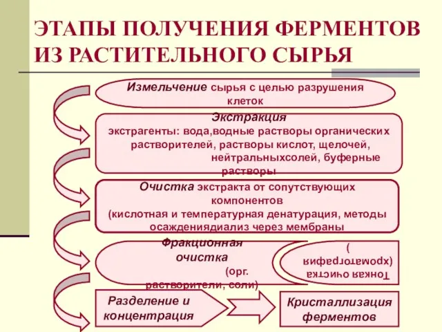 ЭТАПЫ ПОЛУЧЕНИЯ ФЕРМЕНТОВ ИЗ РАСТИТЕЛЬНОГО СЫРЬЯ Фракционная очистка (орг.растворители, соли)