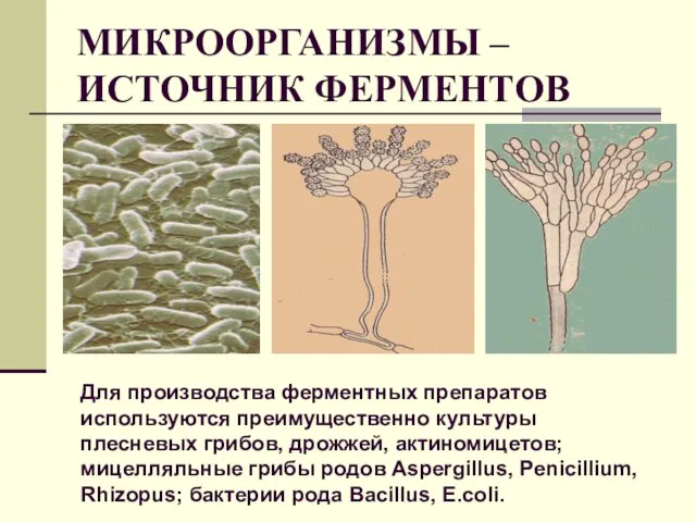 МИКРООРГАНИЗМЫ – ИСТОЧНИК ФЕРМЕНТОВ Для производства ферментных препаратов используются преимущественно