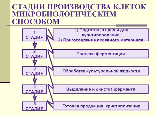 СТАДИИ ПРОИЗВОДСТВА КЛЕТОК МИКРОБИОЛОГИЧЕСКИМ СПОСОБОМ 1 СТАДИЯ 2 СТАДИЯ 3