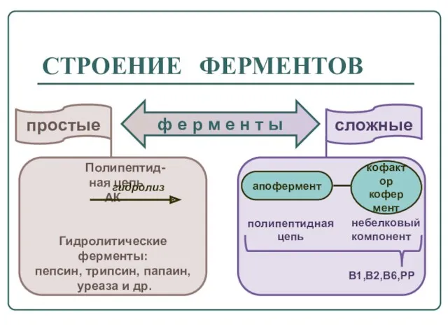 СТРОЕНИЕ ФЕРМЕНТОВ простые ф е р м е н т