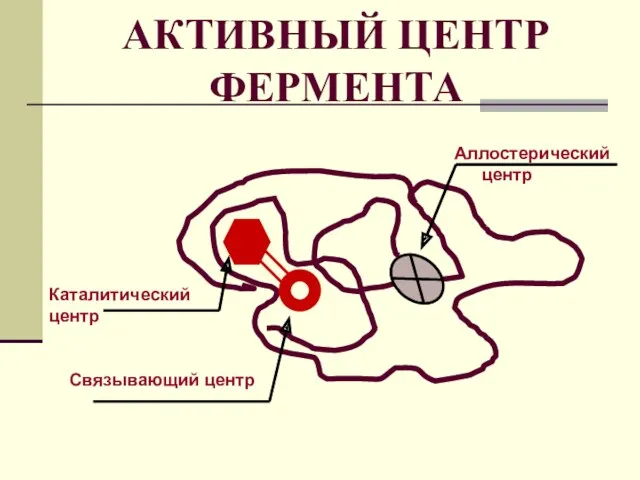 АКТИВНЫЙ ЦЕНТР ФЕРМЕНТА Каталитический центр Связывающий центр Аллостерический центр