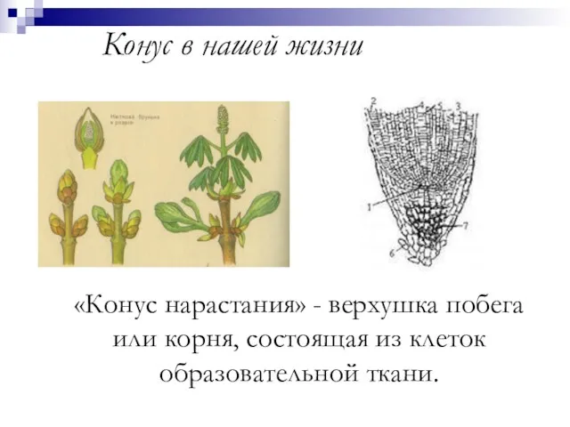 Конус в нашей жизни «Конус нарастания» - верхушка побега или корня, состоящая из клеток образовательной ткани.