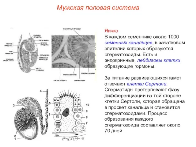 Яичко В каждом семеннике около 1000 семенных канальцев, в зачатковом