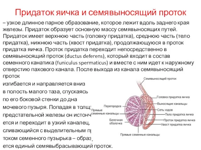 Придаток яичка и семявыносящий проток – узкое длинное парное образование,