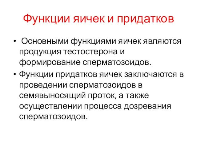 Функции яичек и придатков Основными функциями яичек являются продукция тестостерона