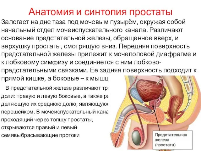 Анатомия и синтопия простаты Залегает на дне таза под мочевым