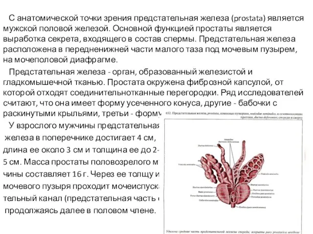 С анатомической точки зрения предстательная железа (prostata) является мужской половой