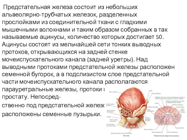 Предстательная железа состоит из небольших альвеолярно-трубчатых железок, разделенных прослойками из