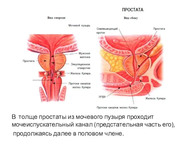 В толще простаты из мочевого пузыря проходит мочеиспускательный канал (предстательная