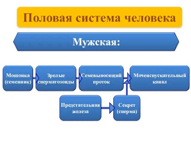 Половая система человека